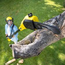 Best Hedge Trimming  in Redwood Valley, CA